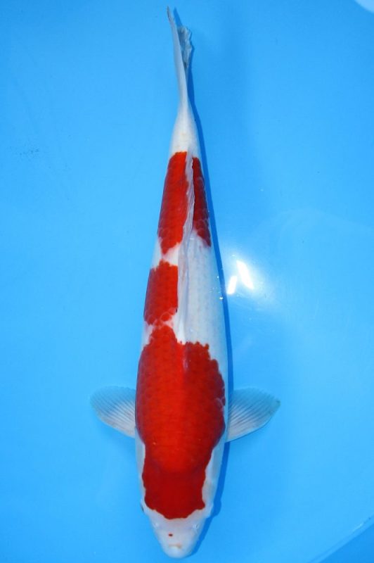 koi kohaku https://koi-oberschwaben.de/produkt/kohaku-50cm/