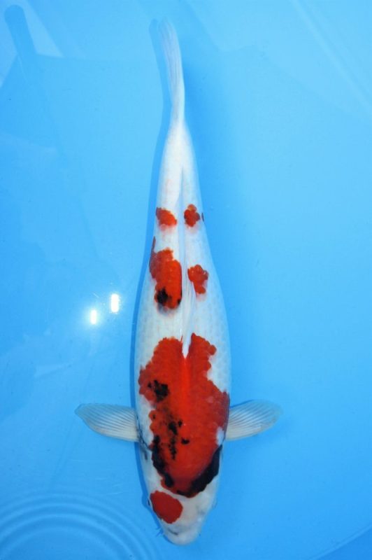 koi showa https://koi-oberschwaben.de/produkt/showa-59cm/