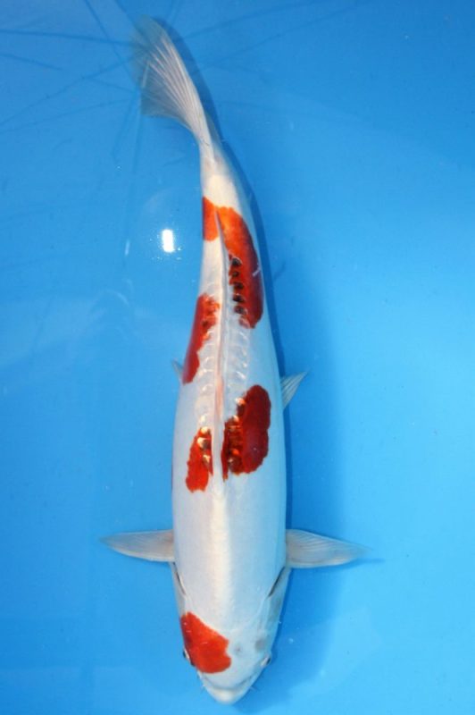 koi hariwake doitsu ginrin https://koi-oberschwaben.de/produkt/hariwake-doitsu-ginrin-58cm/