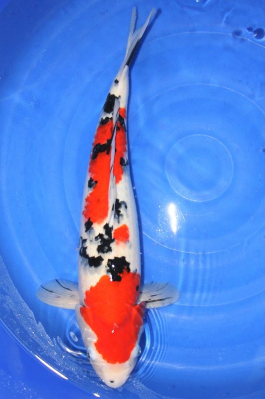 koi sanke https://koi-oberschwaben.de/produkt/sanke-67cm/
