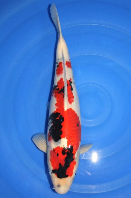 koi showa https://koi-oberschwaben.de/produkt/showa-48cm/