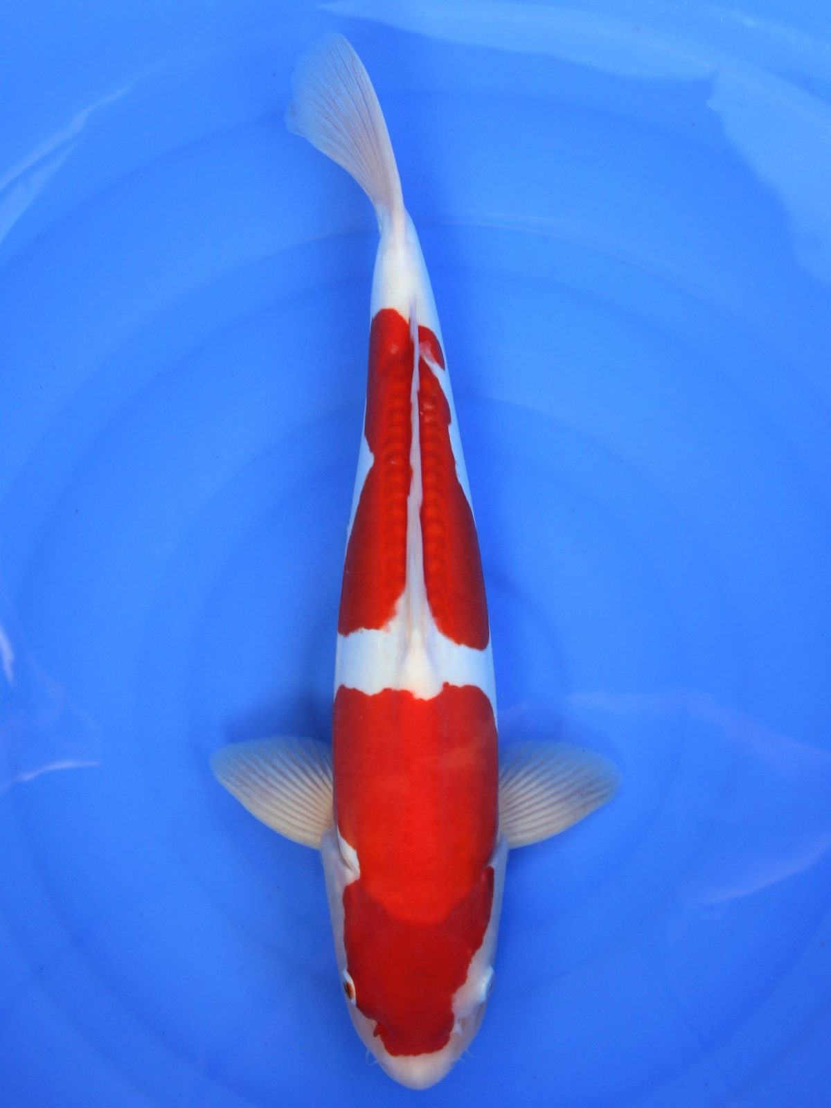 koi doitsu kohaku https://koi-oberschwaben.de/produkt/doitsu-kohaku-46cm/