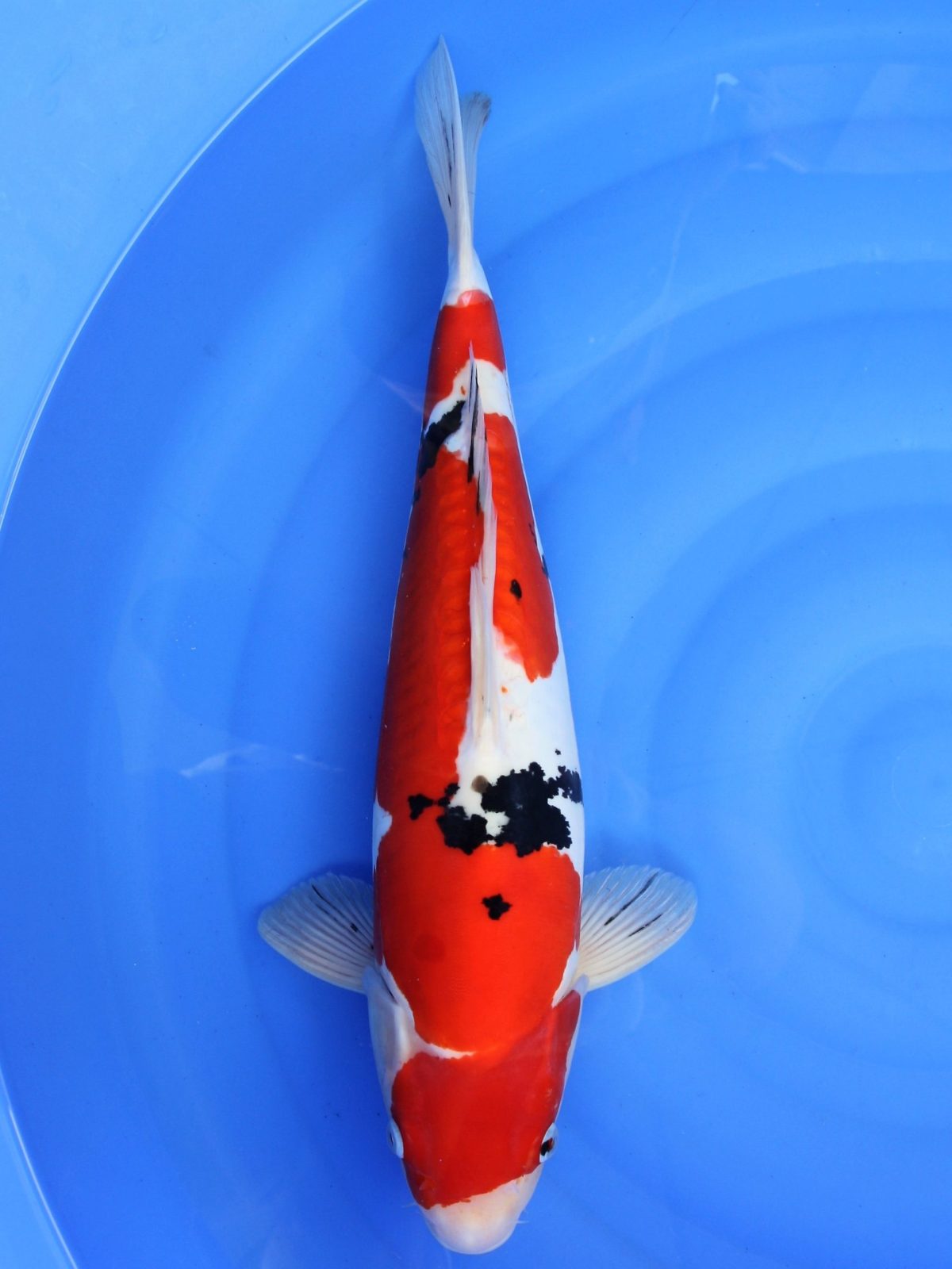 koi doitsu sanke https://koi-oberschwaben.de/produkt/doitsu-sanke-47cm/