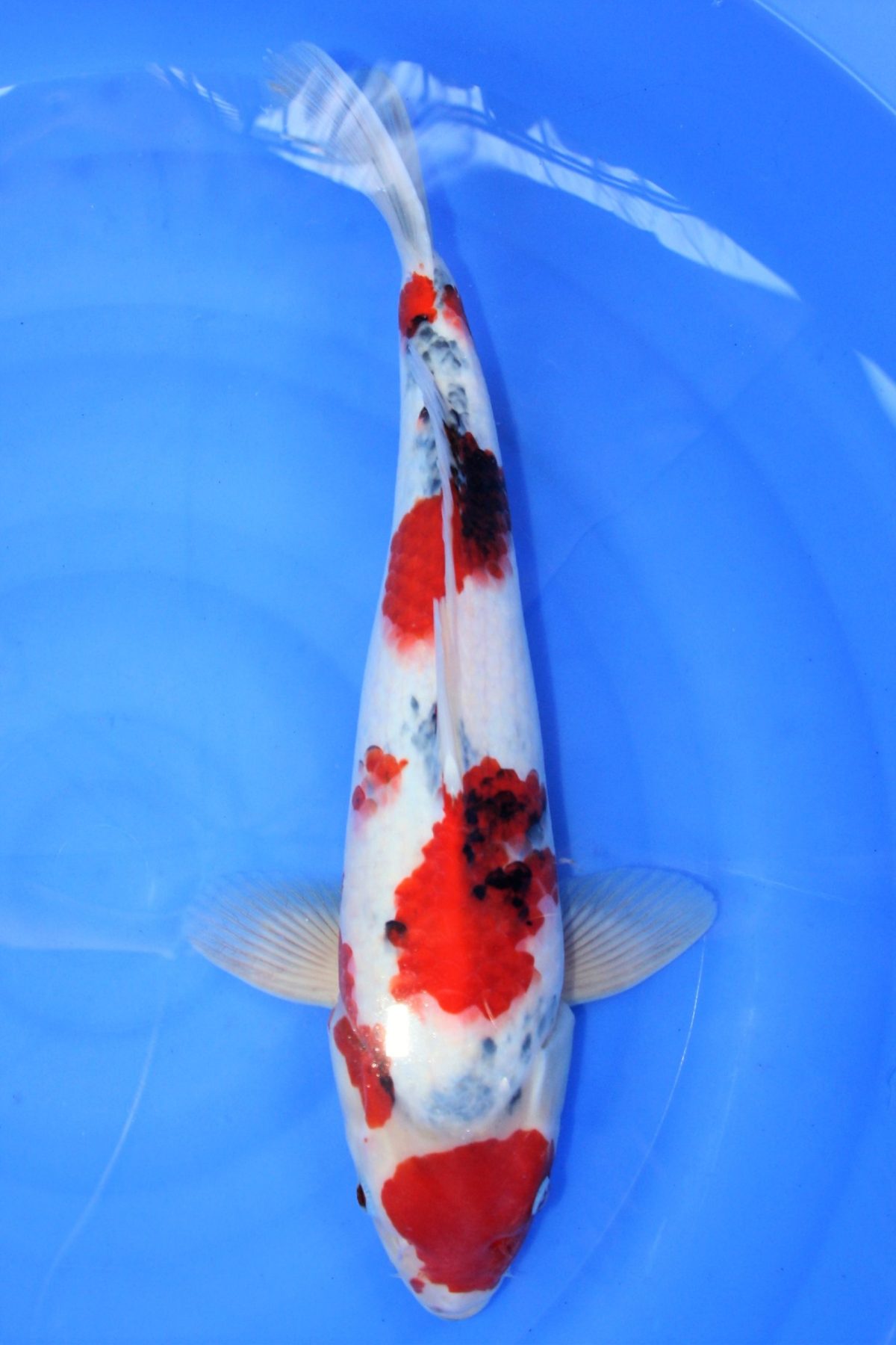 koi showa maruten https://koi-oberschwaben.de/produkt/showa-maruten-45cm/