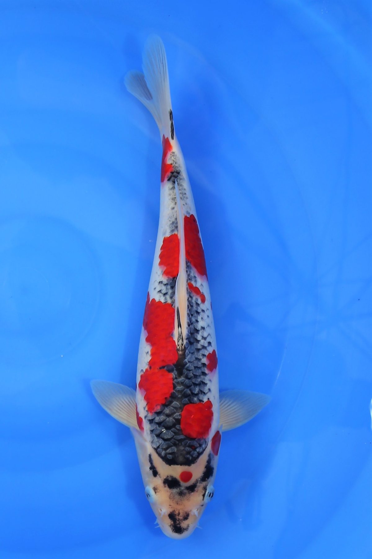 koi goshiki https://koi-oberschwaben.de/produkt/goshiki-36cm/
