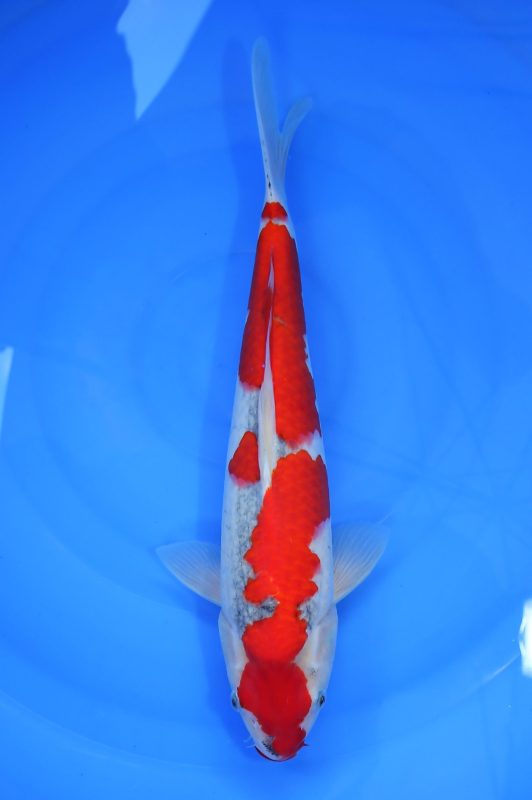 koi goshiki https://koi-oberschwaben.de/produkt/goshiki-36cm-rot/