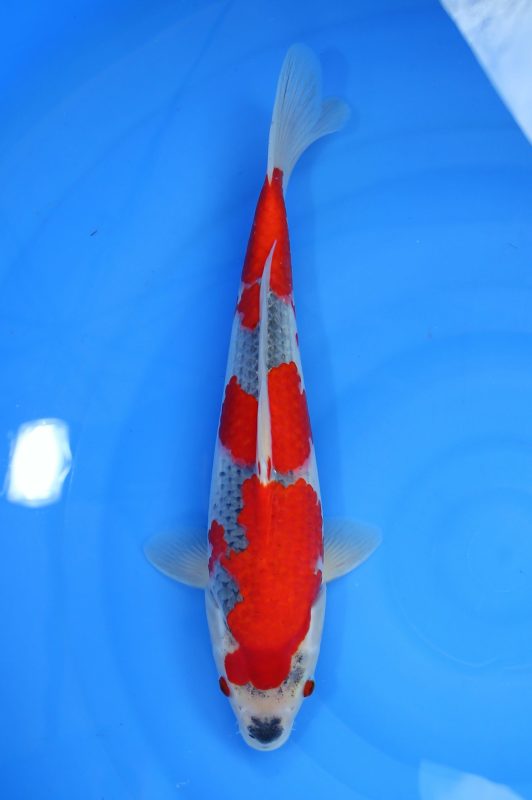 koi goshiki https://koi-oberschwaben.de/produkt/goshiki-hq-35cm/