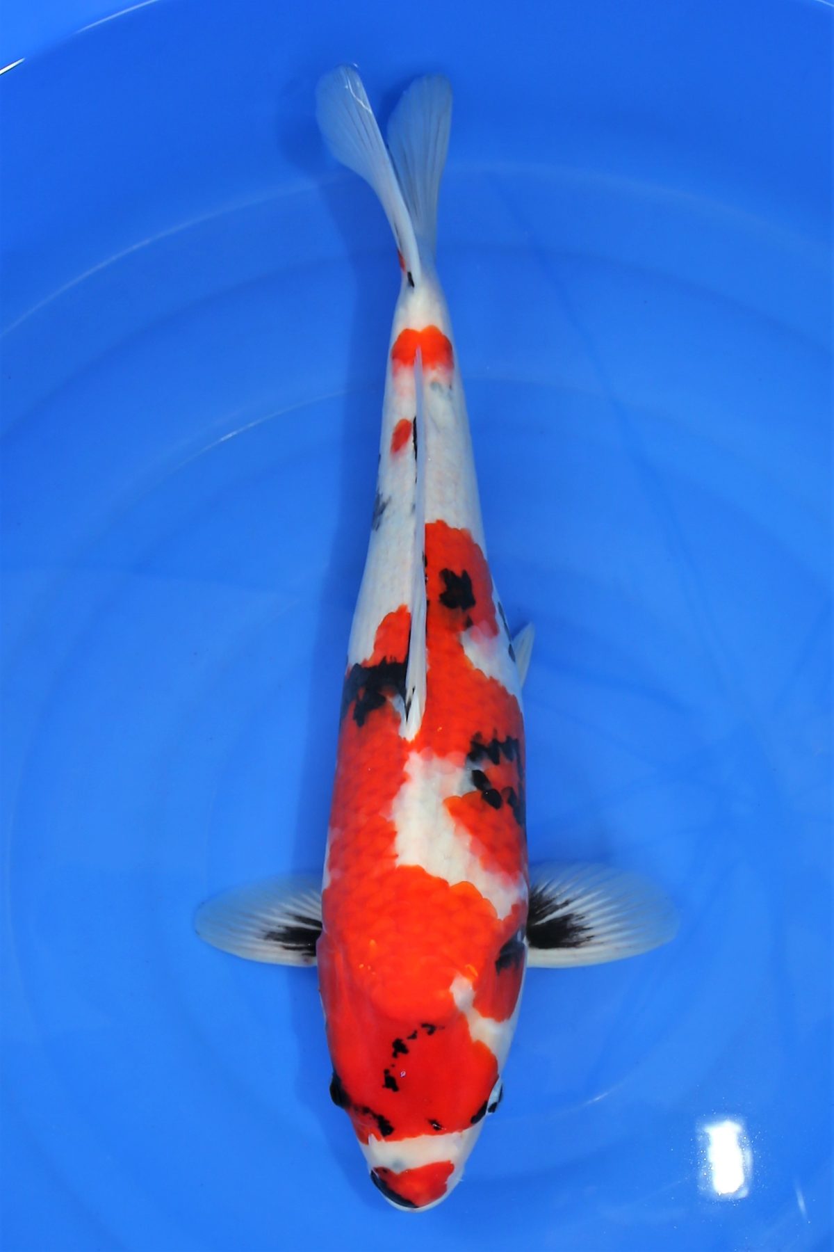 koi showa hq https://koi-oberschwaben.de/produkt/49cm-showa-hq-female/