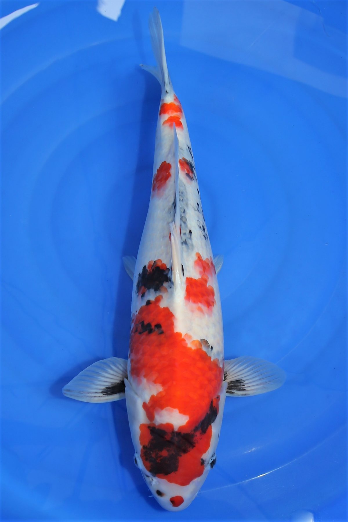 koi showa hq https://koi-oberschwaben.de/produkt/showa-hq-51cm/