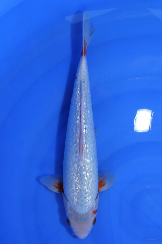 koi ginrin asagi https://koi-oberschwaben.de/produkt/ginrin-asagi-36cm/