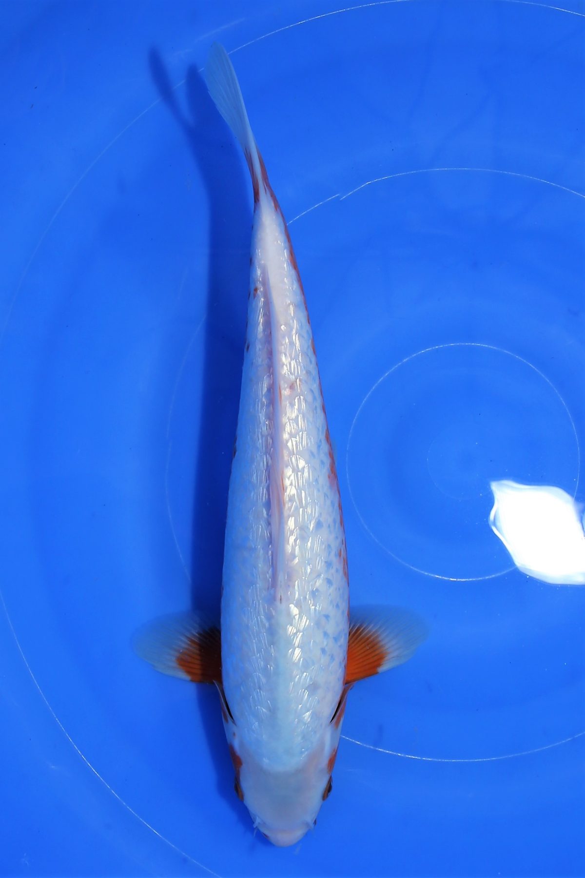 koi ginrin assagi https://koi-oberschwaben.de/produkt/ginrin-asagi-35cm-montoguro/