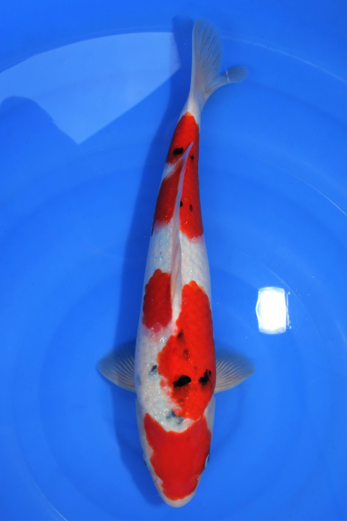 koi sanke https://koi-oberschwaben.de/produkt/sanke-40cm/