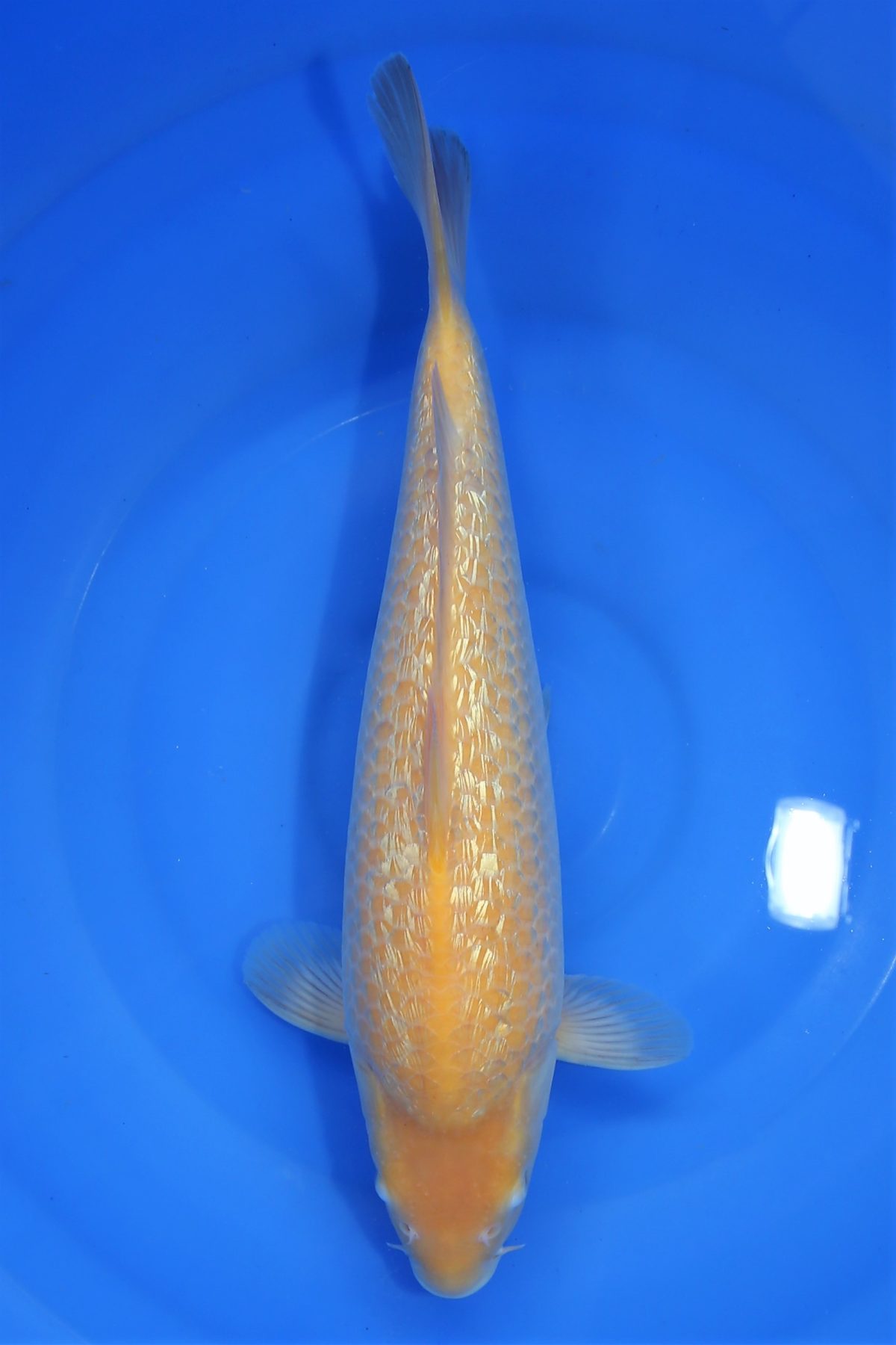 koi ginrin karashigoi https://koi-oberschwaben.de/produkt/ginrin-karashigoi-35cm-female/