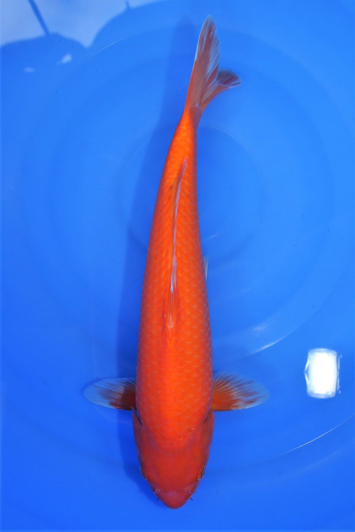 Koi Benigoi https://koi-oberschwaben.de/produkt/benigoi-37cm/