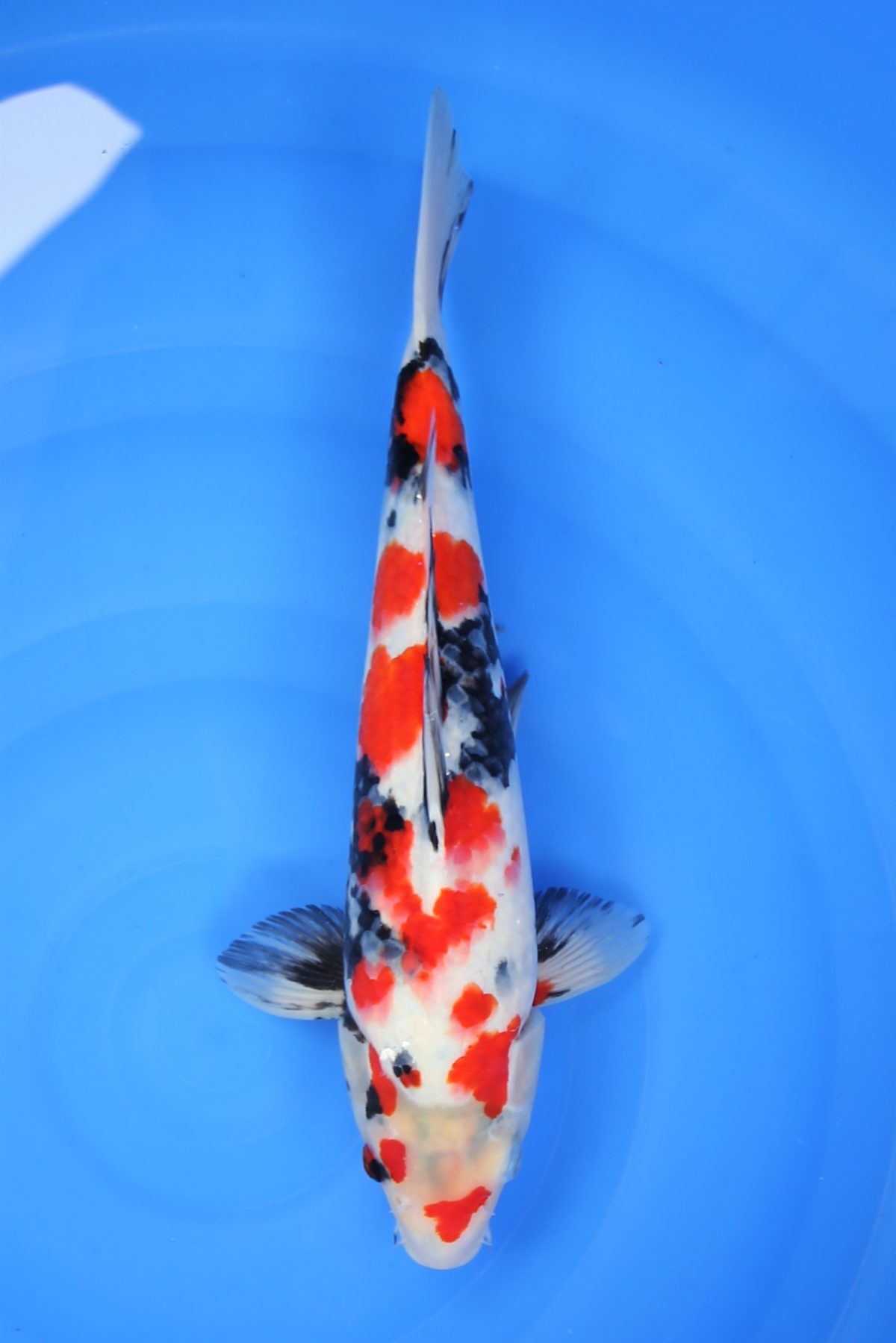 koi showa https://koi-oberschwaben.de/produkt/showa-35cm/