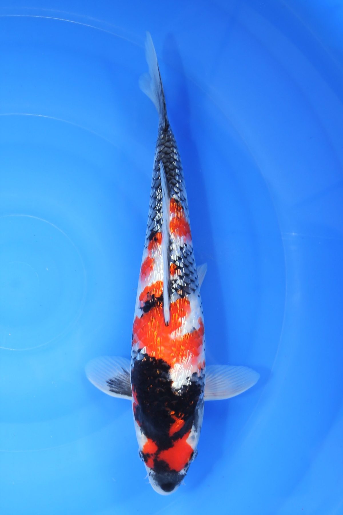 koi ginrin showa https://koi-oberschwaben.de/produkt/ginrin-showa-35cm-maruhiro/