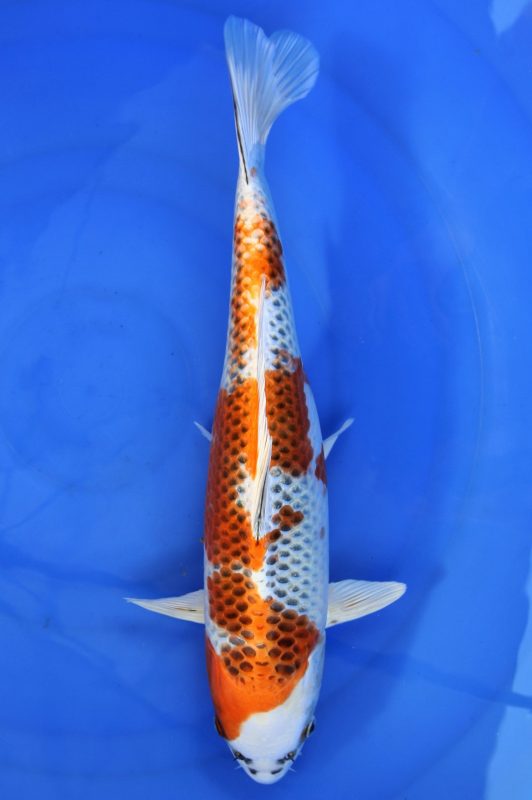 koi kojaku https://koi-oberschwaben.de/produkt/kujaku41cm/