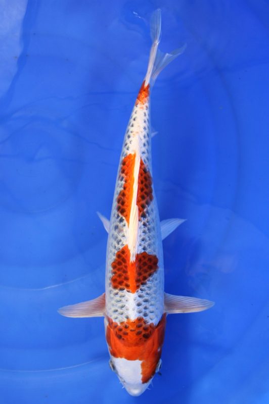 koi kojaku https://koi-oberschwaben.de/produkt/kujaku-37cm/