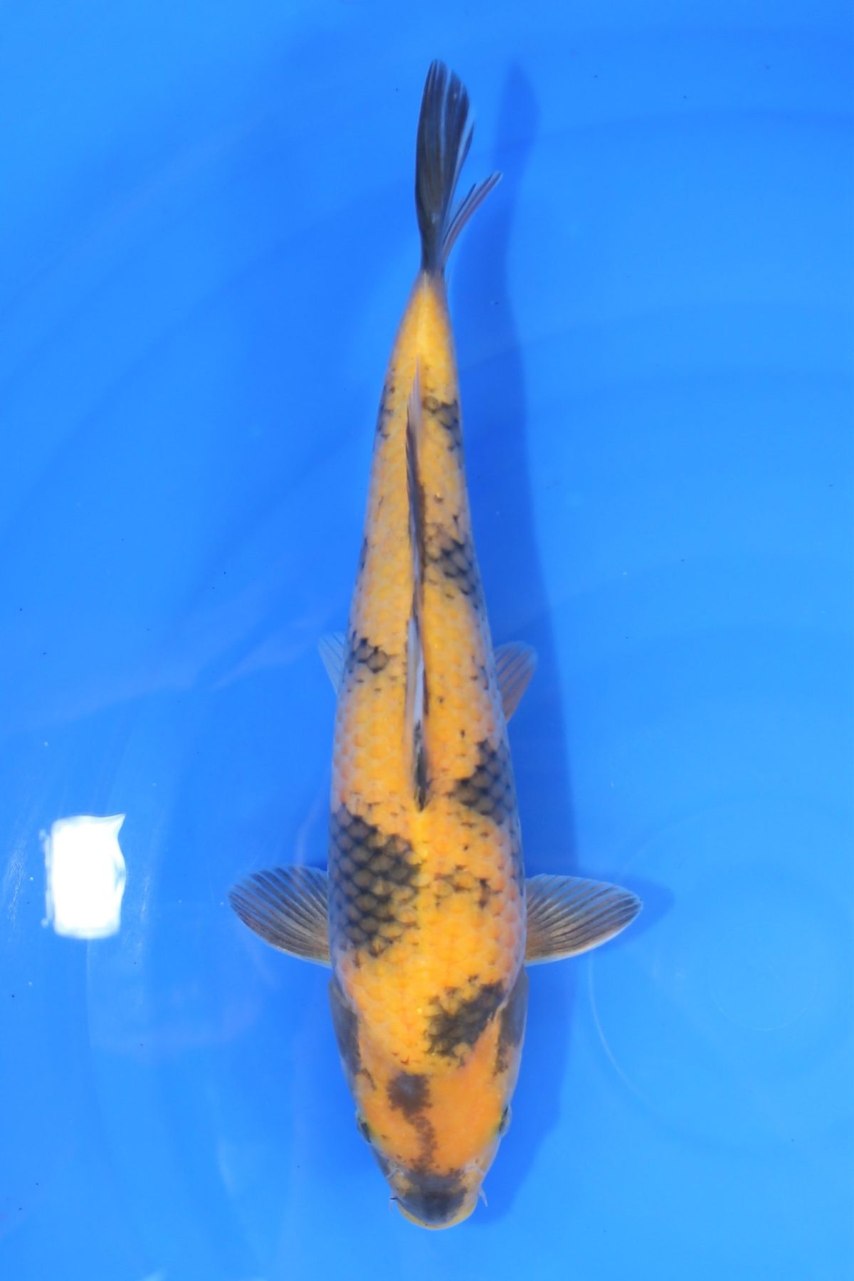 koi ki utsuri https://koi-oberschwaben.de/produkt/ki-utsuri-35cm/