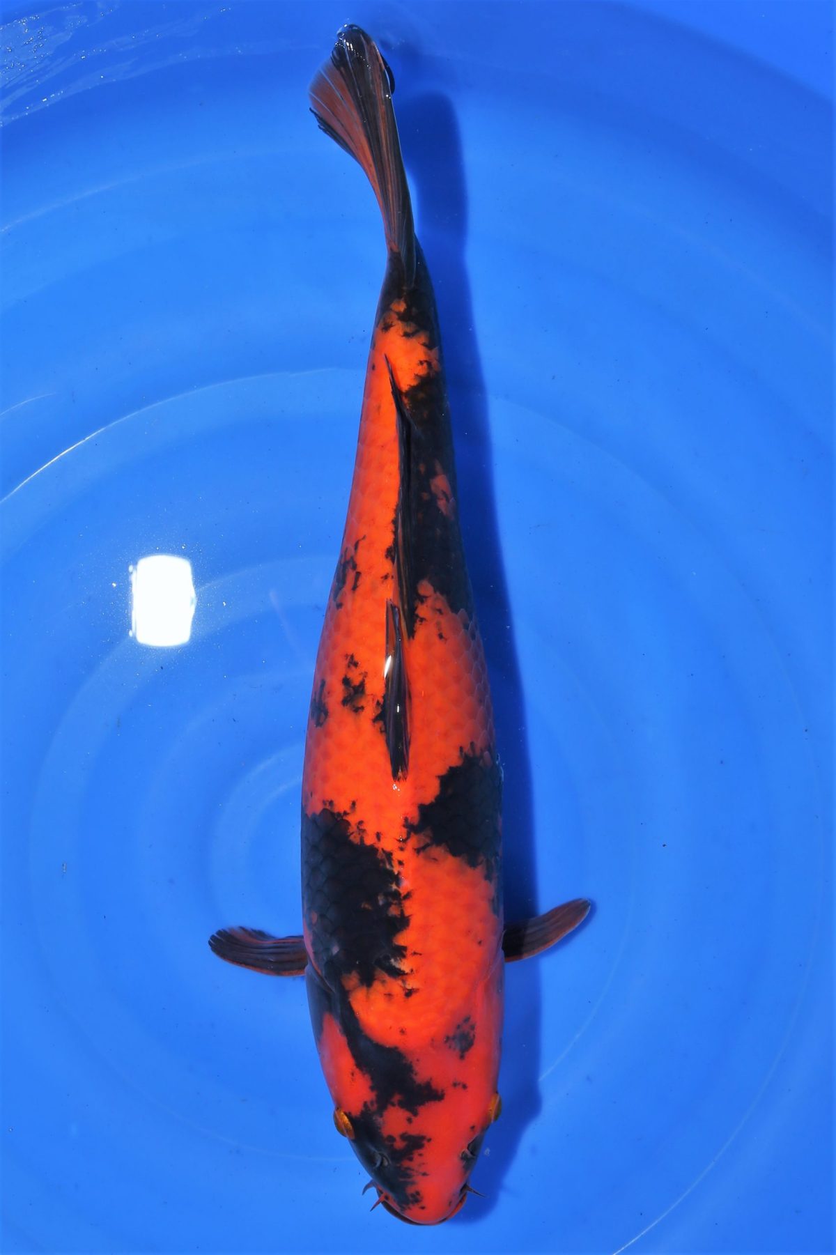 koi hi utsuri https://koi-oberschwaben.de/produkt/hi-utsuri-50cm/