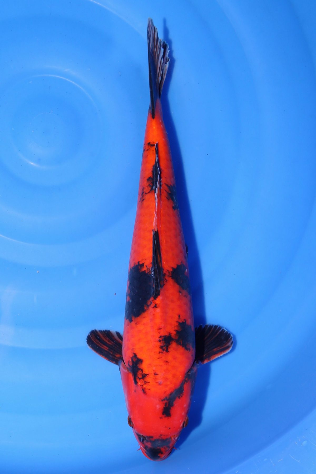 koi hi utsuri https://koi-oberschwaben.de/produkt/hi-utsuri-41cm/