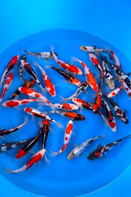 Doitsu mix Tosai https://koi-oberschwaben.de/produkt/doitsu-mix-tosai-kawakami-13-23cm/