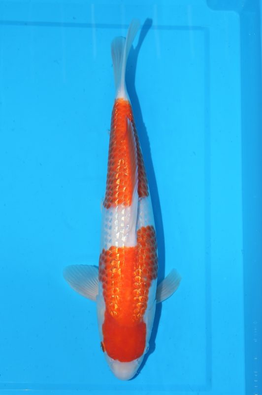 ginrin kohaku