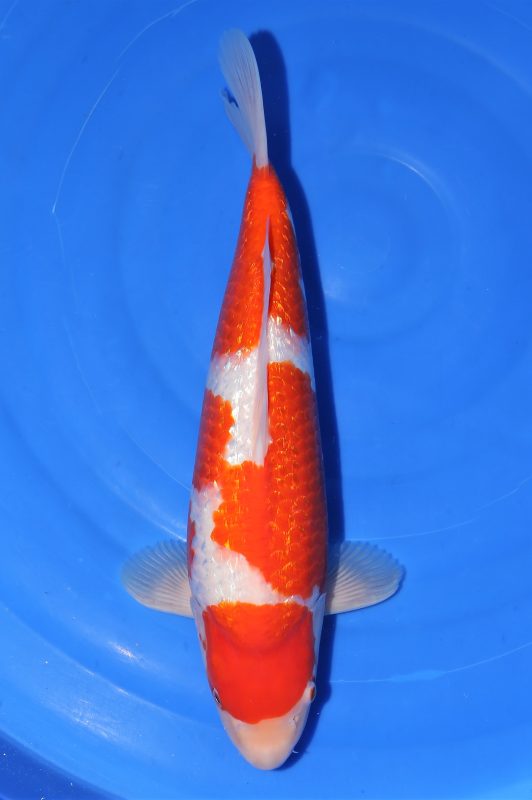 Ginrin Kohaku Momotaro