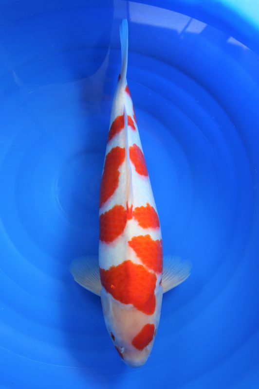 Kohaku Momotaro