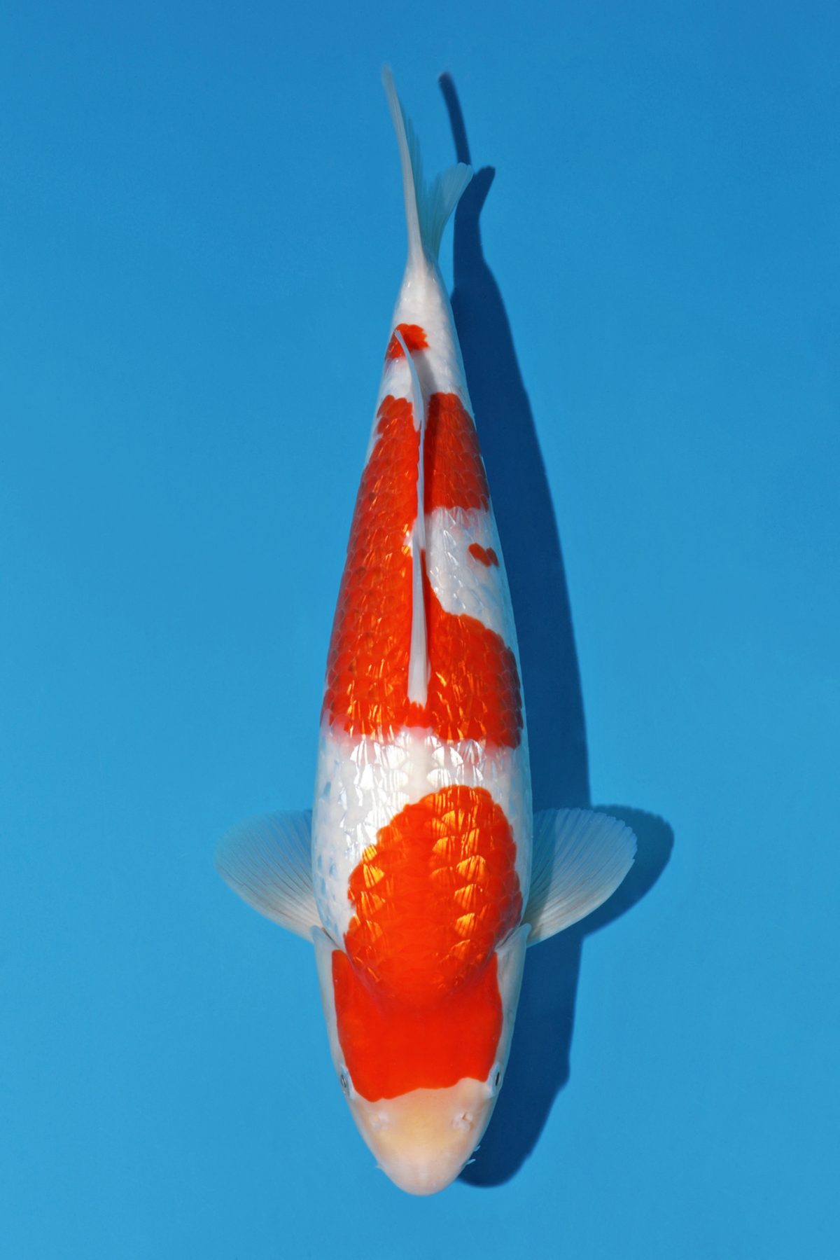 Ginrin Kohaku https://koi-oberschwaben.de/produkt/ginrin-kohaku-37cm-showkoi-tosai/