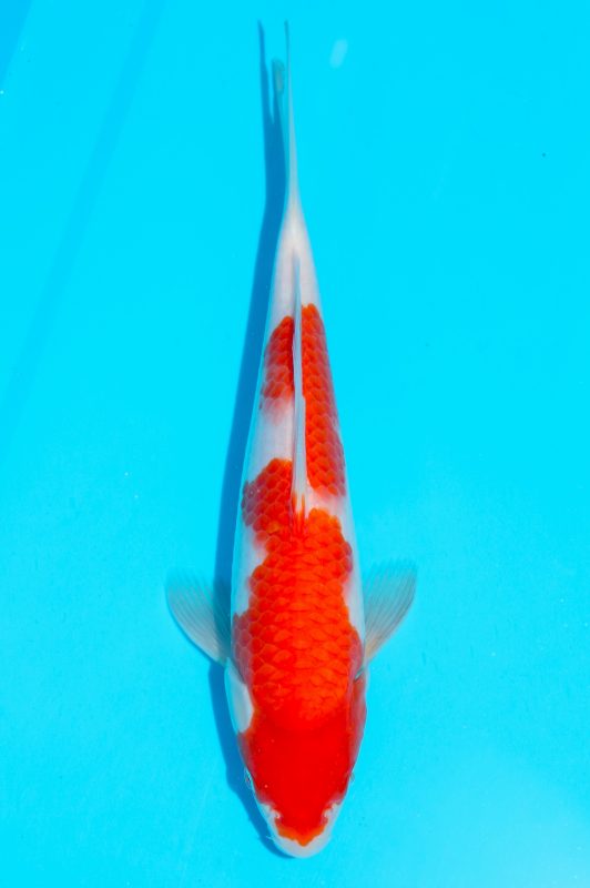 Kohaku Tosai Momotaro https://koi-oberschwaben.de/produkt/kohaku-tosai-momotaro-28cm-inkl-zuechterzertifikat-2/