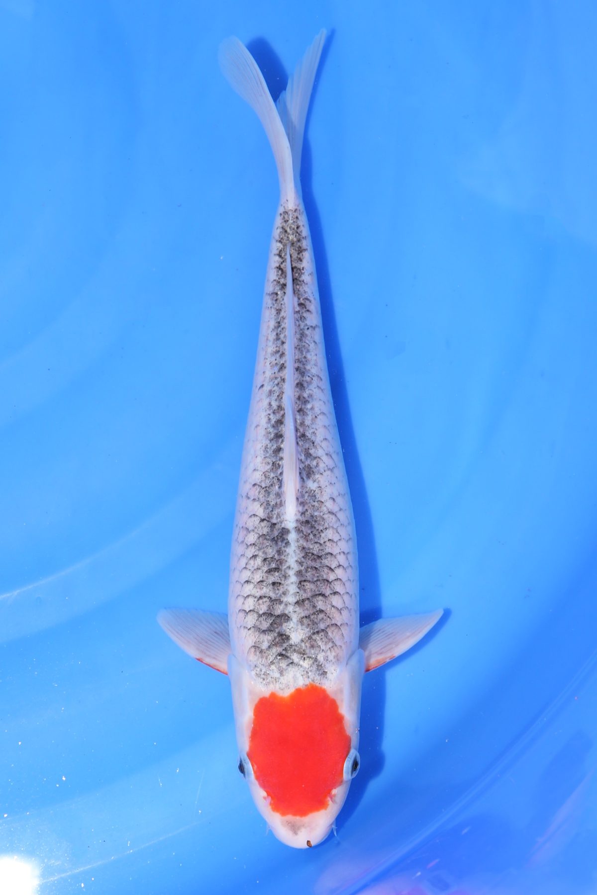 Tancho Goshiki https://koi-oberschwaben.de/produkt/tancho-goshiki-34cm/