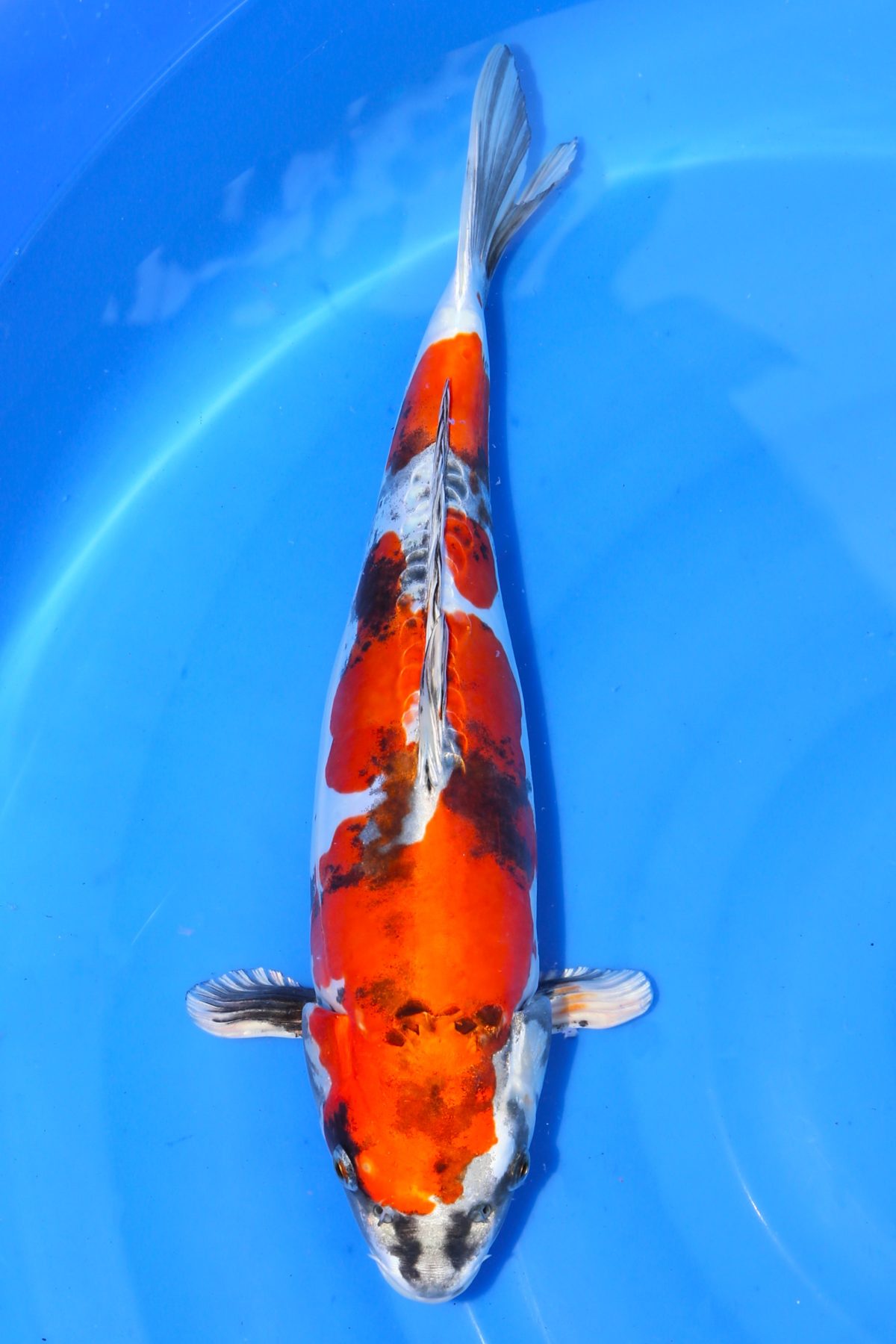 Beni Kikokuryu https://koi-oberschwaben.de/produkt/beni-kikokuryu-37cm/