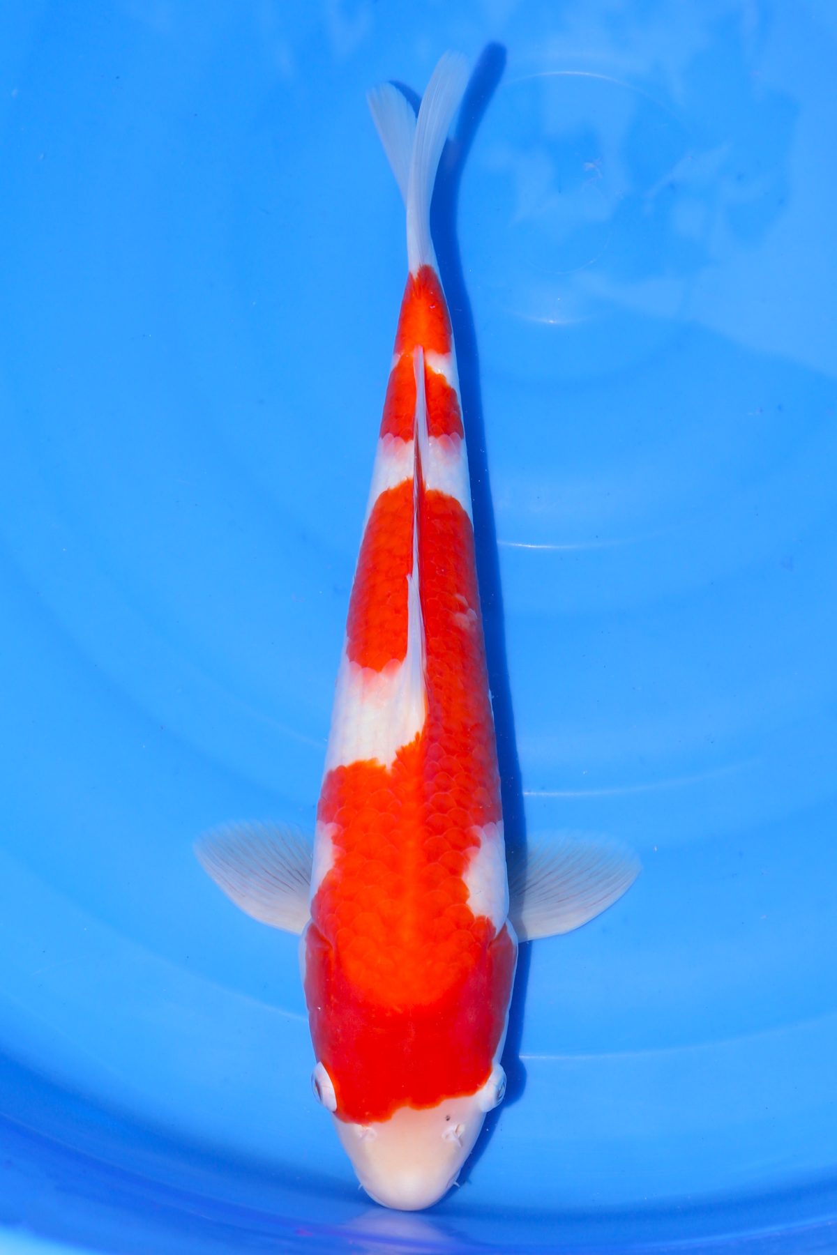 Kohaku Maruyama https://koi-oberschwaben.de/produkt/kohaku-maruyama-41cm/