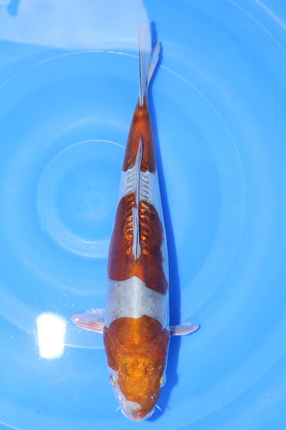 Doitsu Ochiba https://koi-oberschwaben.de/produkt/doitsu-ochiba-36cm/