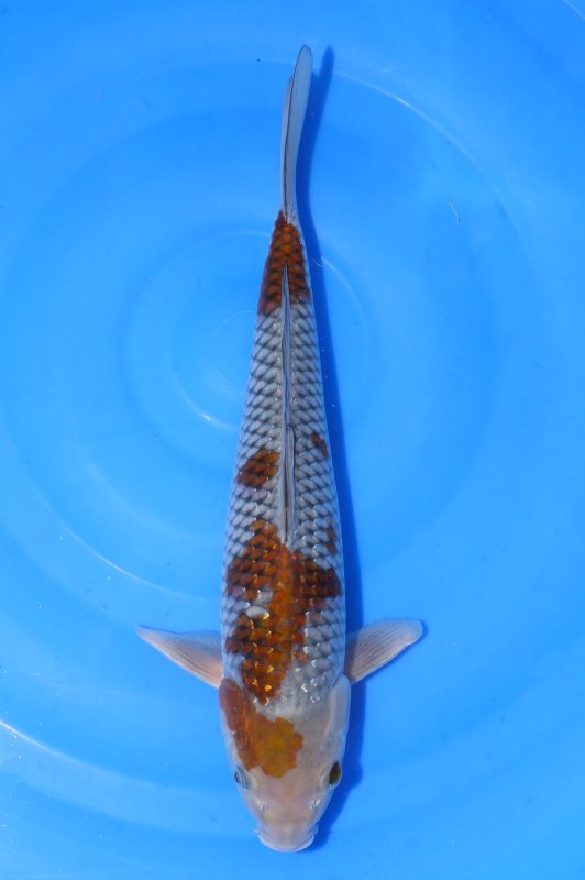 Pearlginrin Ochiba https://koi-oberschwaben.de/produkt/pearlginrin-ochiba-36cm/