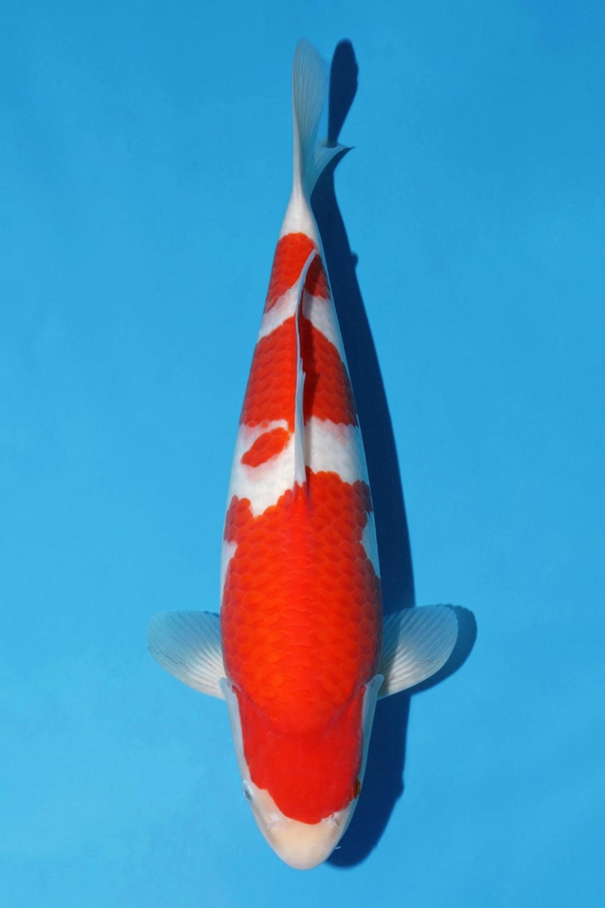 Kohaku Momotaro male 50cm