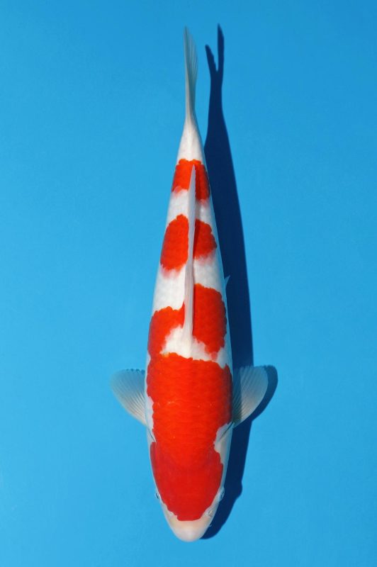 Kohaku Momotaro female 52cm