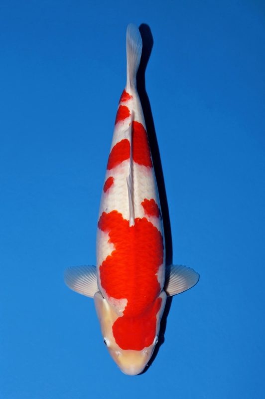 Kohaku 54cm female Momotaro