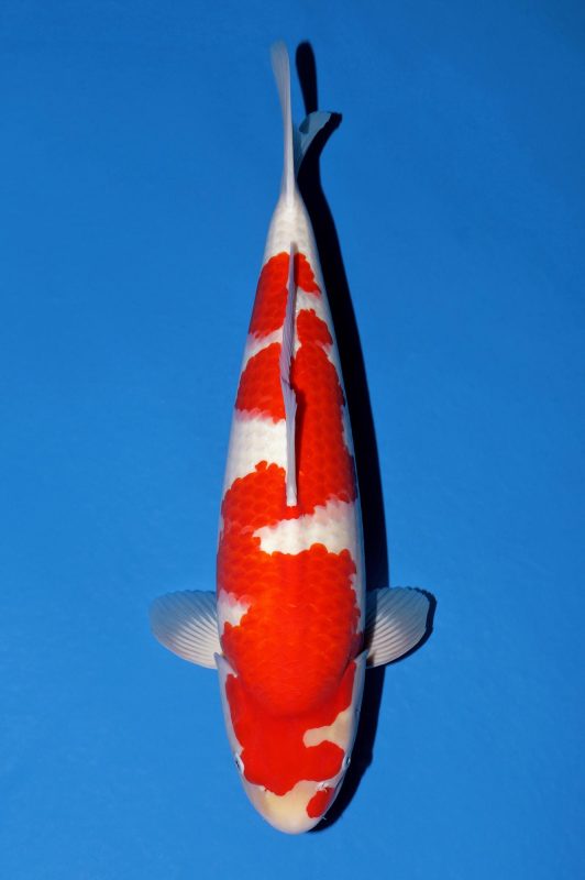 Kohaku Momotaro female 54cm