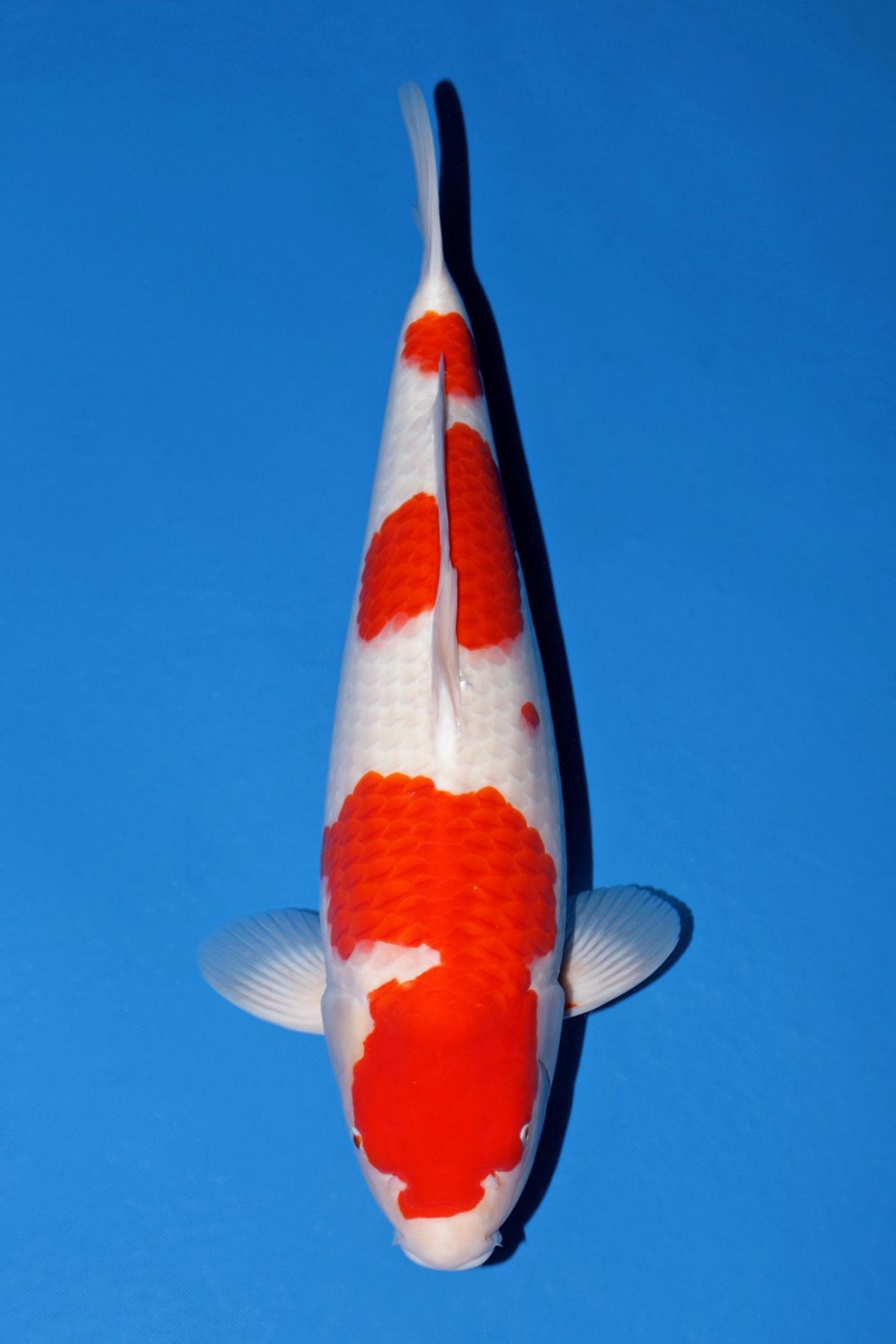 Kohaku female 55cm Momotaro